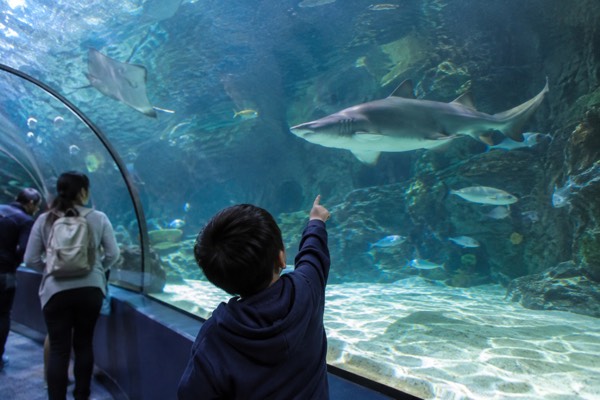 SEA LIFE Aquarium Entry Ticket, Darling Harbour