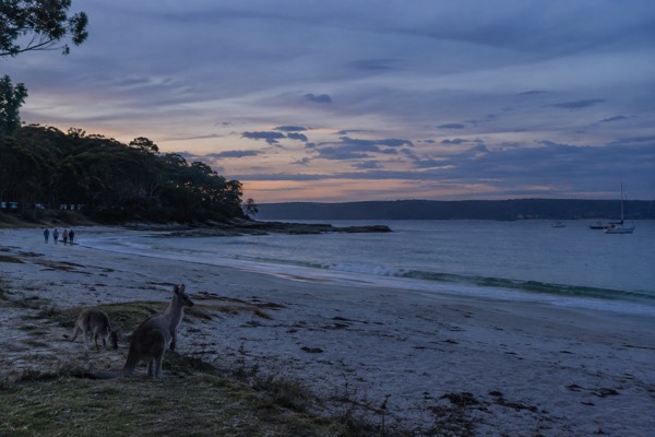 Jervis Bay Day Trip, Dolphins Roos, Jervis Bay