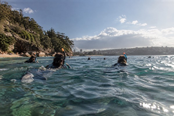 Manly and Shelly Beach Snorkelling, Manly