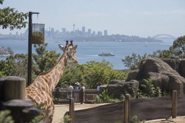 Zoo Entry Plus Return Ferry, Mosman