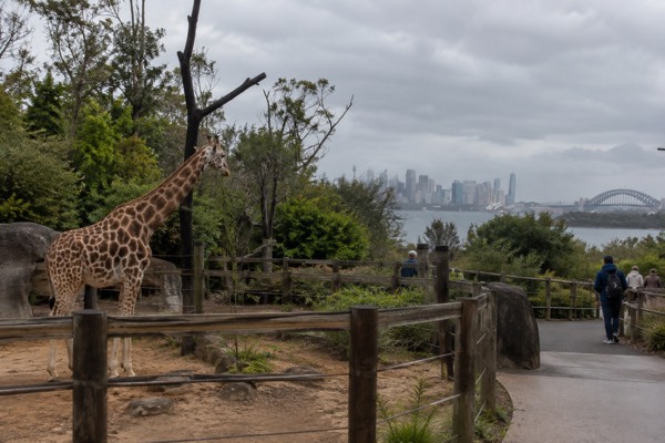 Taronga Zoo General Entry, Mosman
