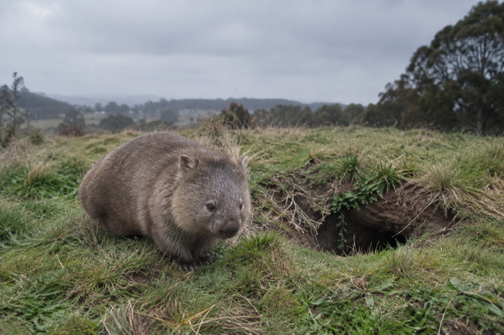 A wombat standing on grass beside a burrow entrance in the Southern Highlands