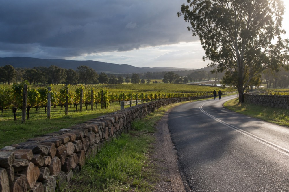 A country road winding between vineyards and low stone fences in a wine region