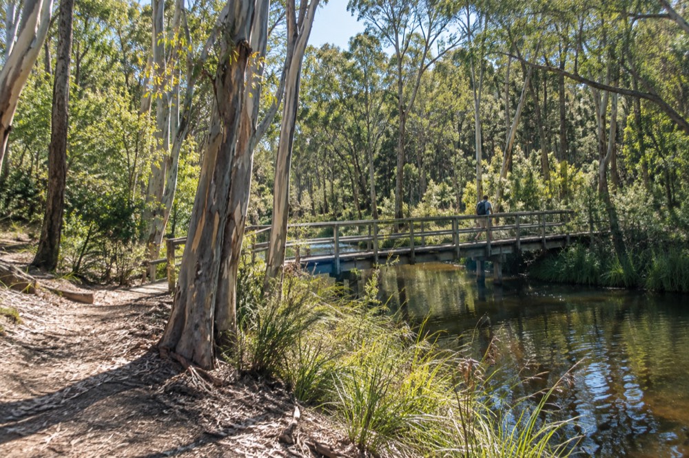 A river flat with tall eucalyptus trees and a wooden footbridge over still water