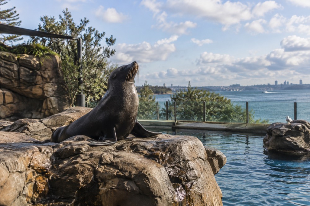 Seal resting on rocks in a zoo enclosure with harbour water visible beyond the fence
