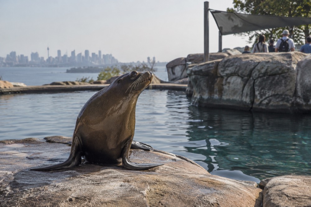 A sea lion resting on rocks beside a pool at Taronga Zoo