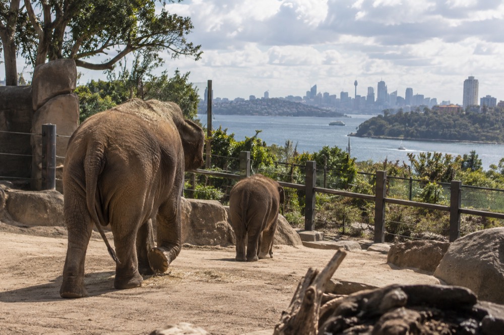 Elephants in a paddock with harbour water visible beyond the fence line