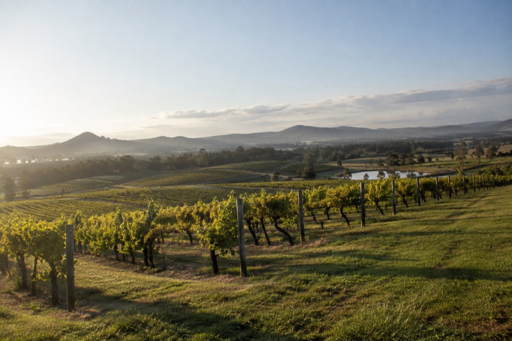 Vineyard rows on rolling green hills under a wide sky in the Hunter Valley