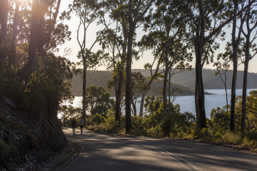 A quiet bitumen road winding through tall eucalypts toward the Audley picnic area