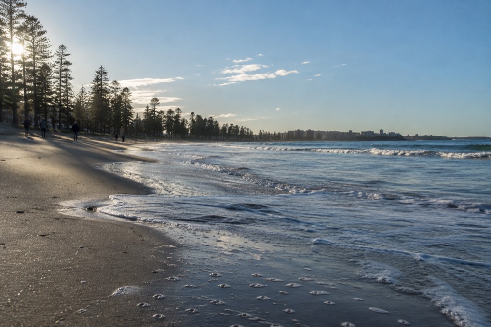 Manly Beach curving along the shoreline with pine trees and calm surf under a wide sky