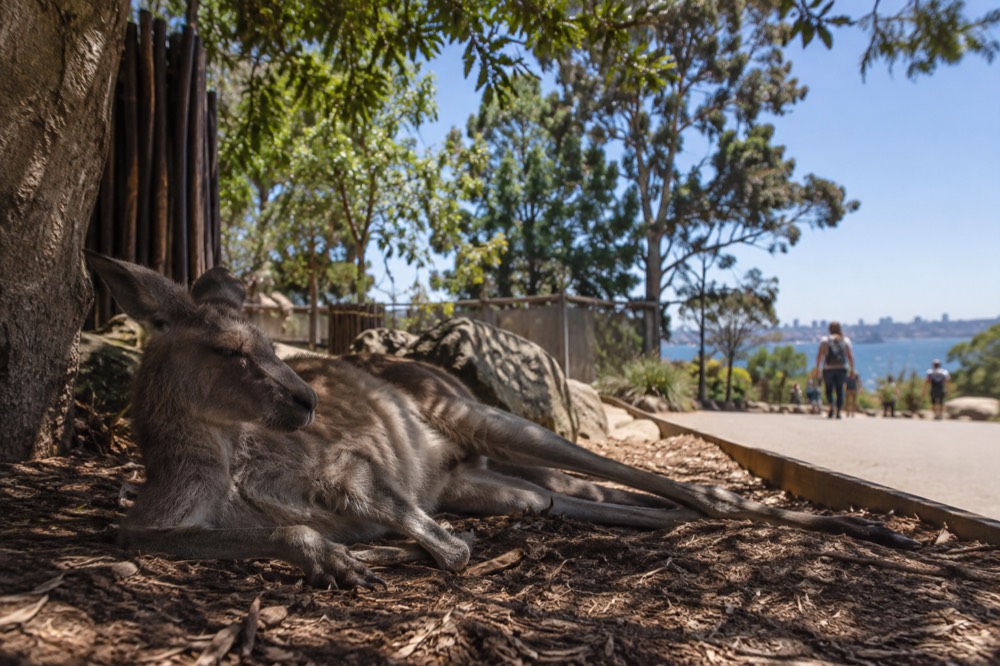 A kangaroo resting in a shaded enclosure beside a wide zoo path