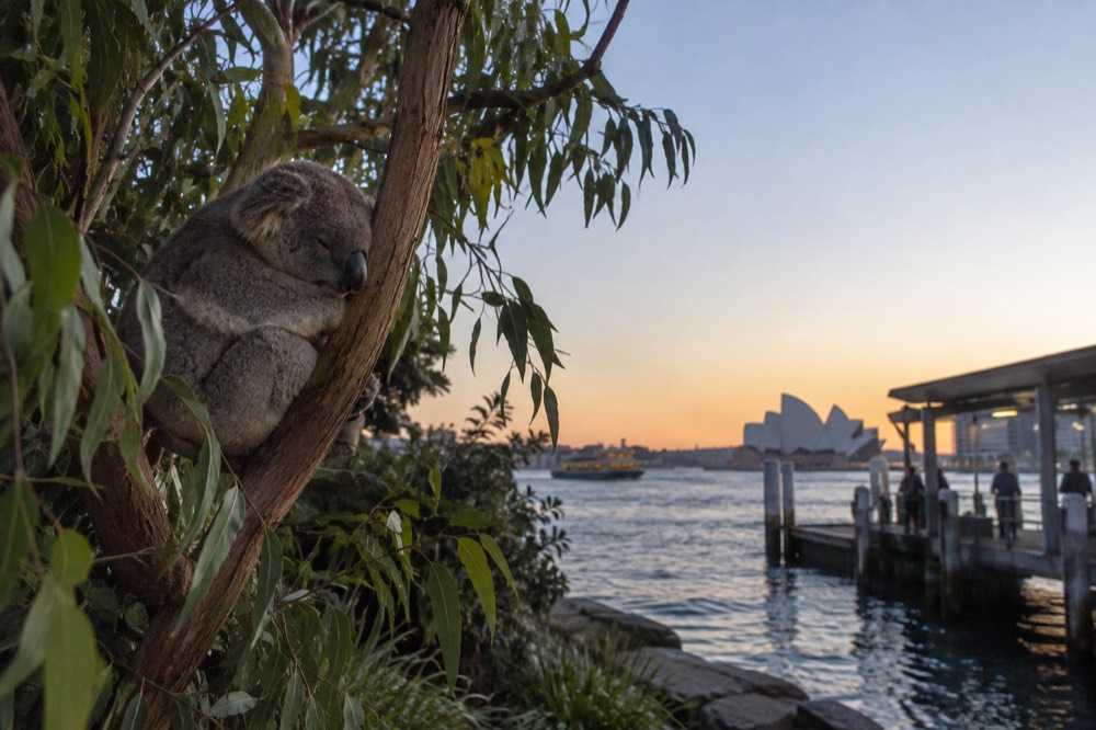 Koala resting on a eucalyptus branch in a leafy enclosure