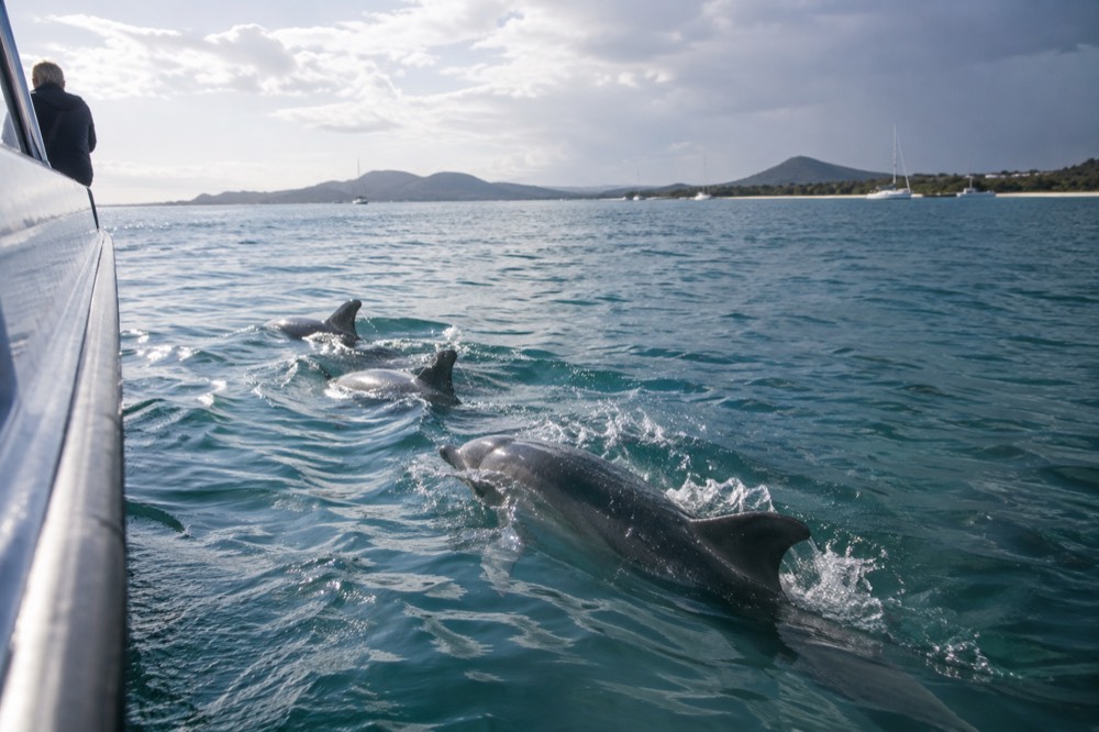 Dolphins swimming beside a boat in the calm blue water of a broad estuary