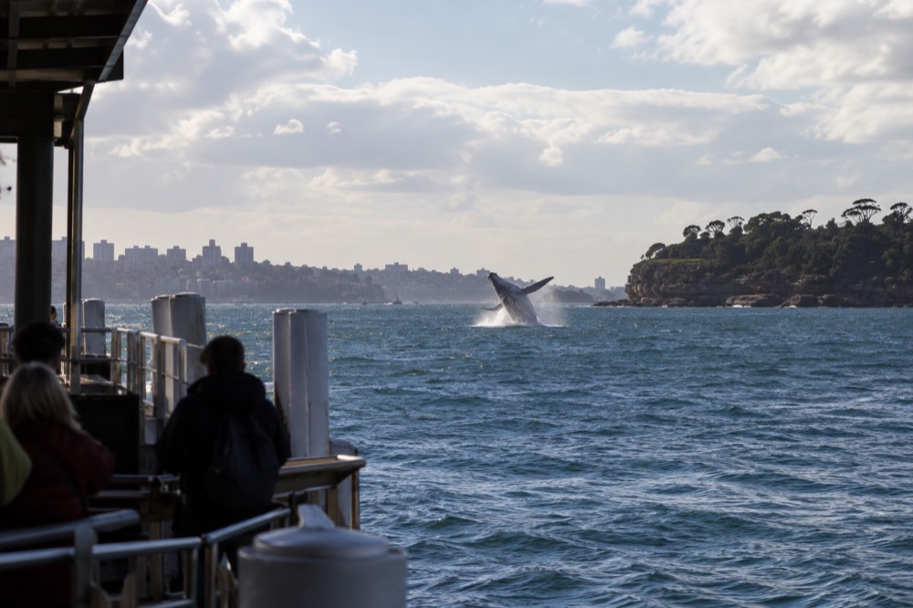 Humpback whale breaching near a Sydney headland in winter light