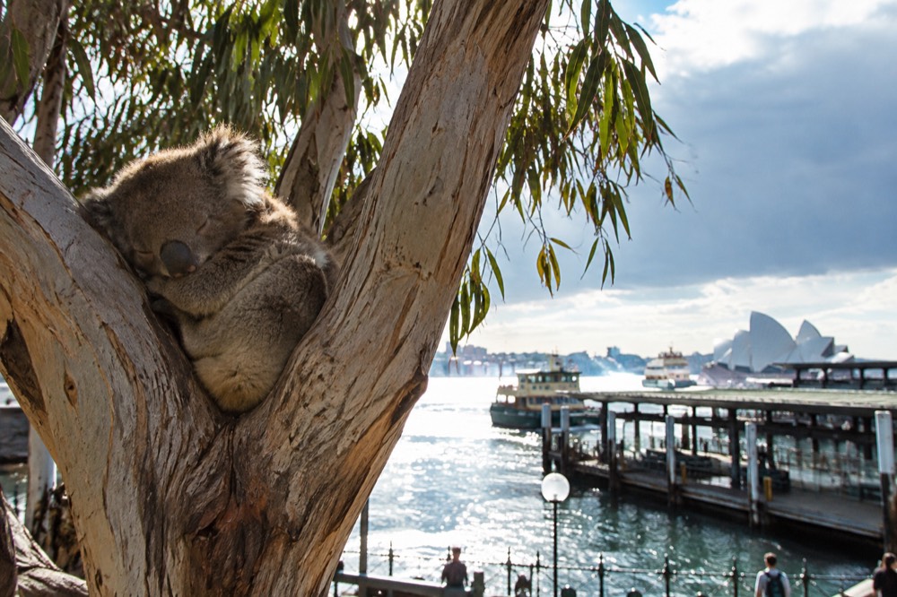 A koala asleep in the fork of a eucalyptus tree