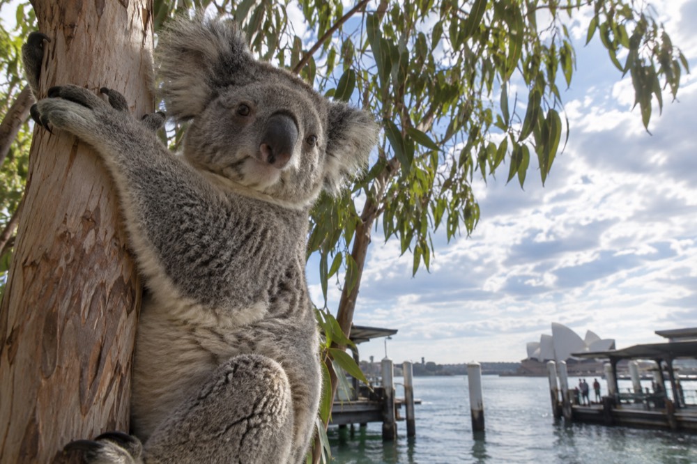 Close view of a koala gripping a eucalyptus trunk in a wildlife park