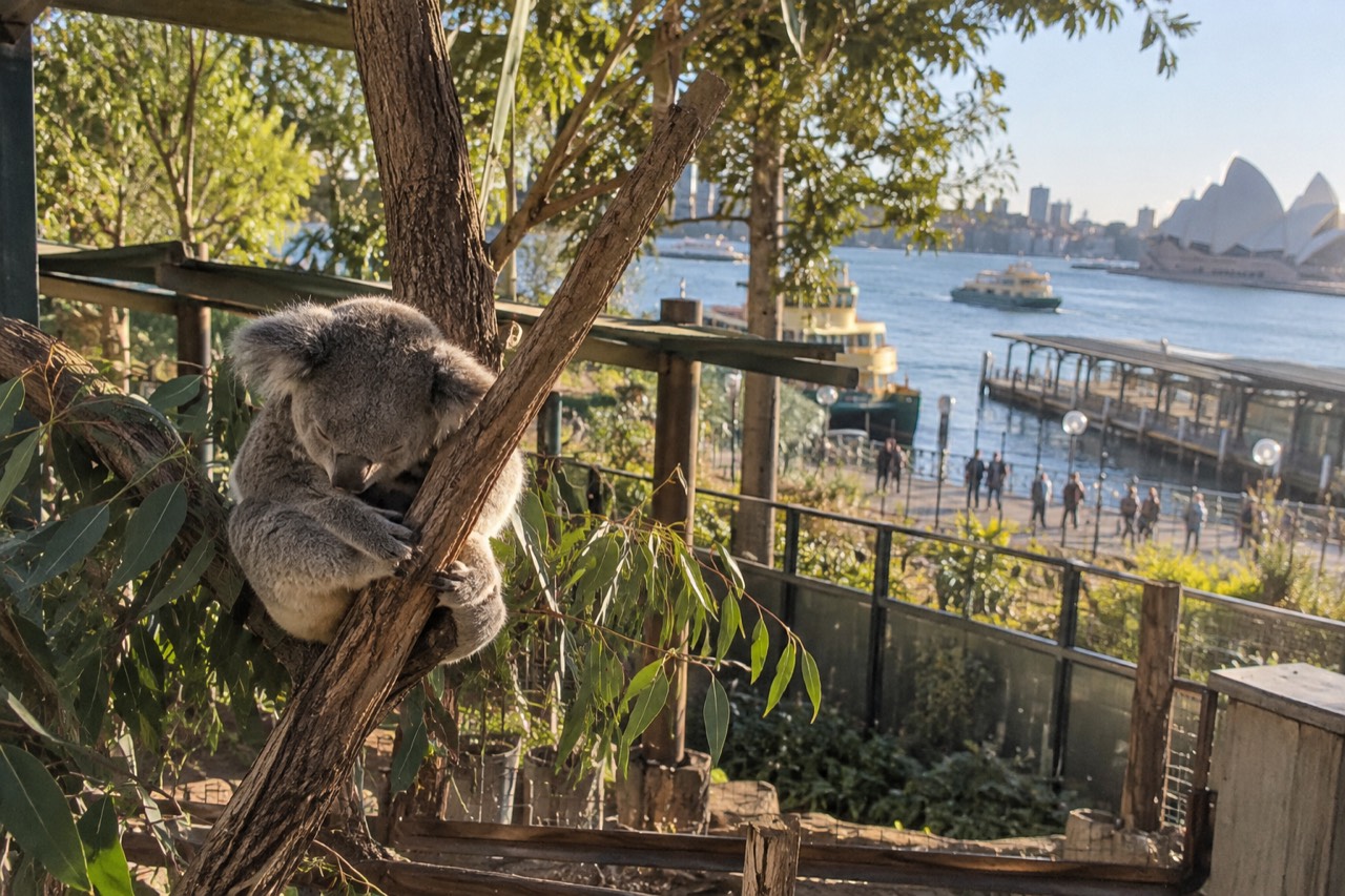 A koala resting on a eucalyptus branch inside a leafy zoo enclosure