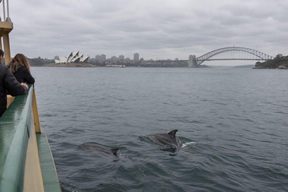 Dolphins swimming beside a boat in calm harbour water