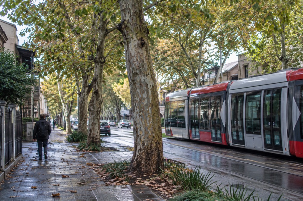 A light rail vehicle passing plane trees on a suburban street
