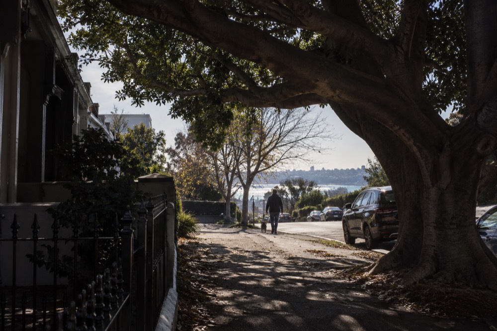 A wide fig tree shading a quiet corner of a terrace-house street