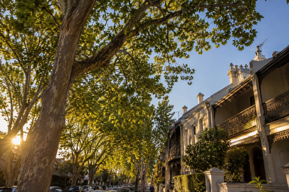Autumn plane trees and terrace rooftops under a clear sky in Paddington