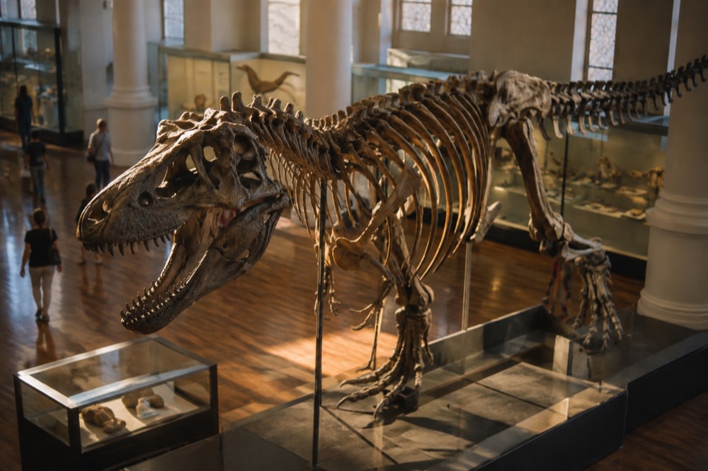 A dinosaur skeleton mounted in a brightly lit gallery hall of the Australian Museum
