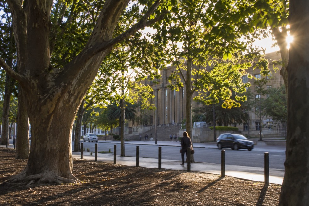 Hyde Park trees alongside William Street with the Australian Museum entrance beyond