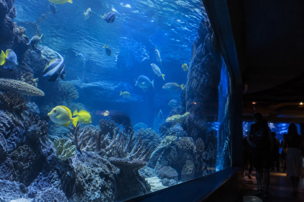 Large aquarium tank lit in deep blue with a group of tropical fish swimming past coral