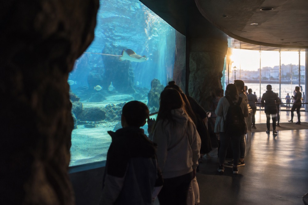 Penguin exhibit with penguins standing on a rocky ledge beside a pool of clear water