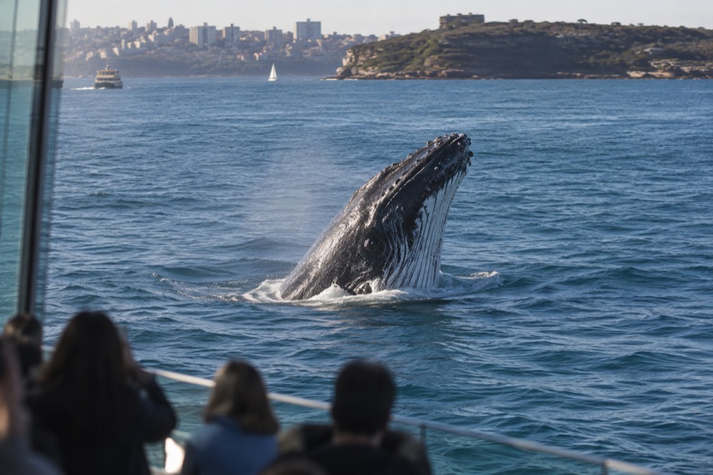 Humpback whale surfacing in blue ocean water with a Sydney headland in the distance