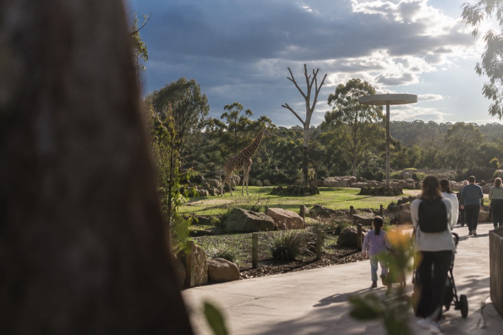 Wide zoo walkway bordered by eucalyptus trees and open animal enclosures