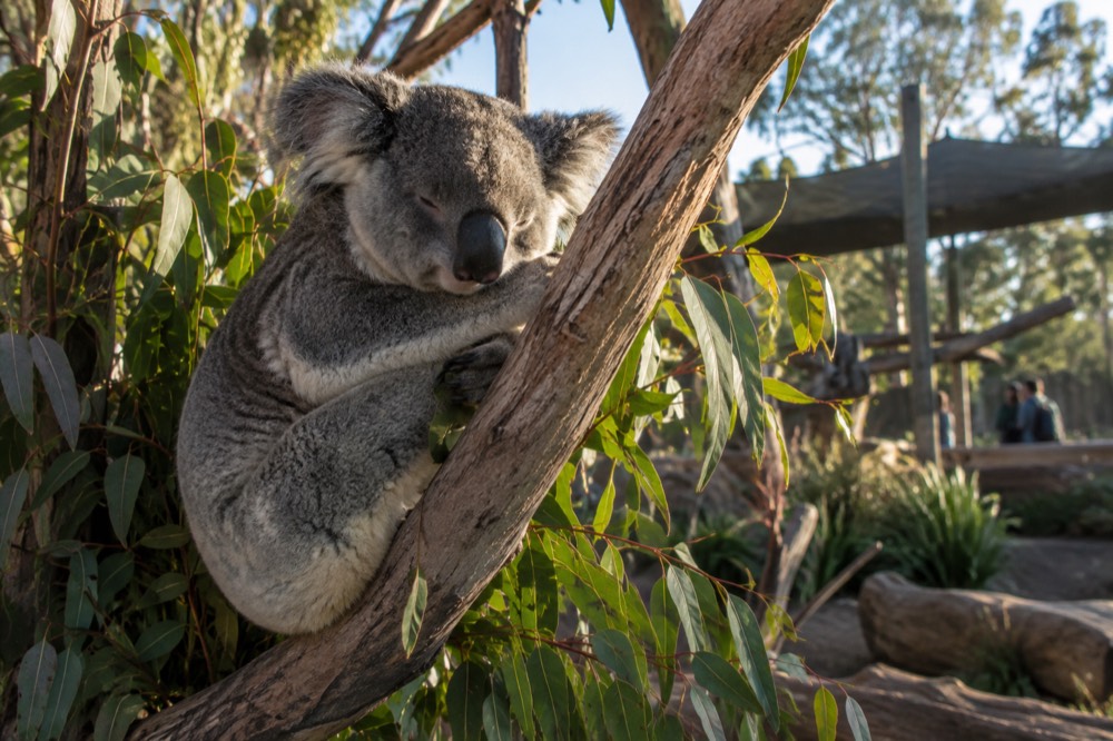 Koala resting on a eucalyptus branch in a native animal enclosure