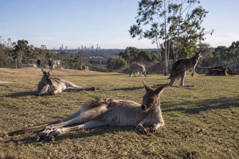 Kangaroos resting on open grassland in a spacious zoo habitat