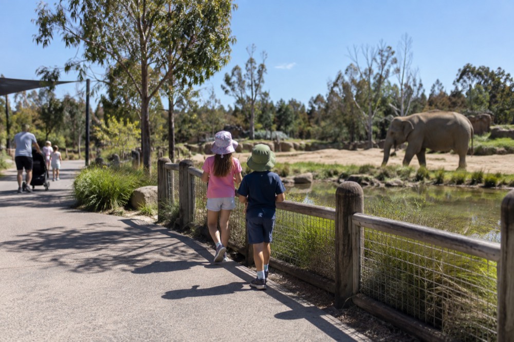 Children watching animals at a low fence line in a quiet zoo precinct