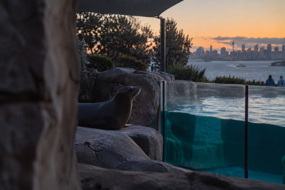 A seal resting on rocks beside a large glass viewing pool