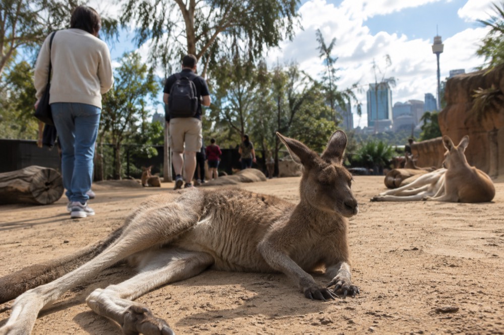 A walkway through a wildlife park with kangaroos lying on sandy ground beside visitors