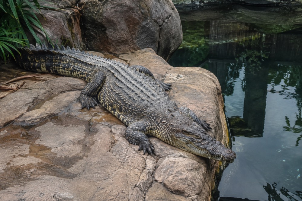 A large saltwater crocodile resting on rocks beside a pool of still water