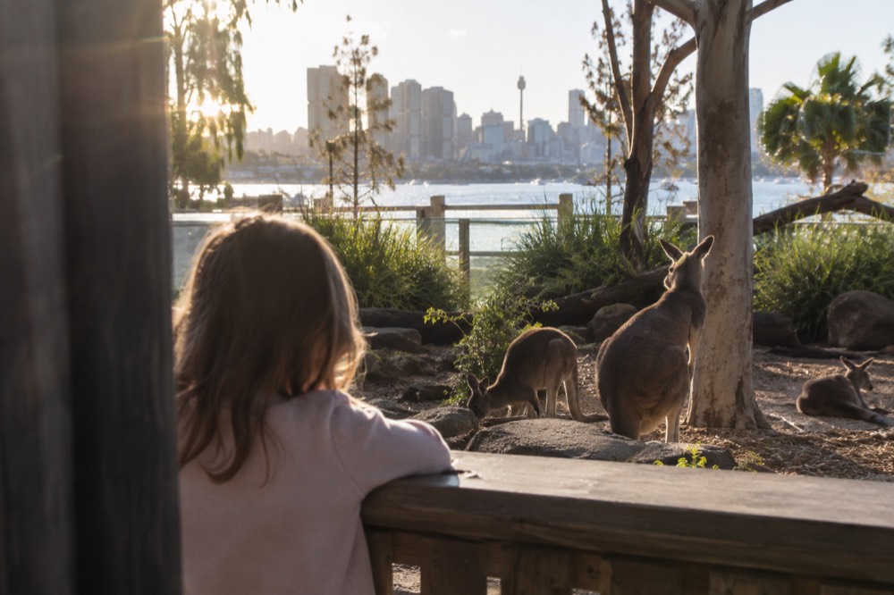 A child watching kangaroos from a low boardwalk fence inside a wildlife park