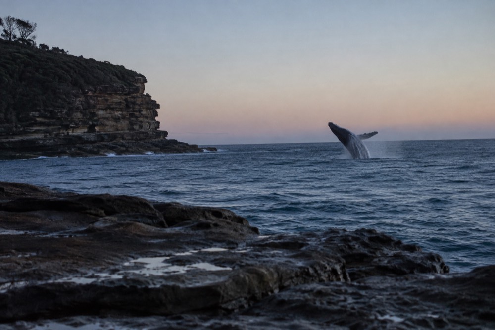 A humpback whale breaching beyond a sandstone headland under a clear sky