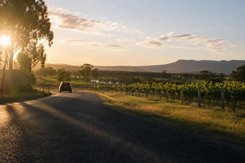 A country road curving between vineyards under a wide open sky