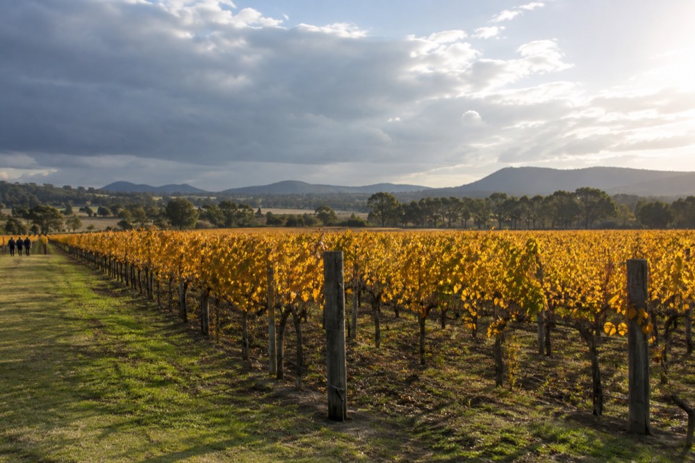 Golden vine leaves in autumn covering rows of vines under low hills