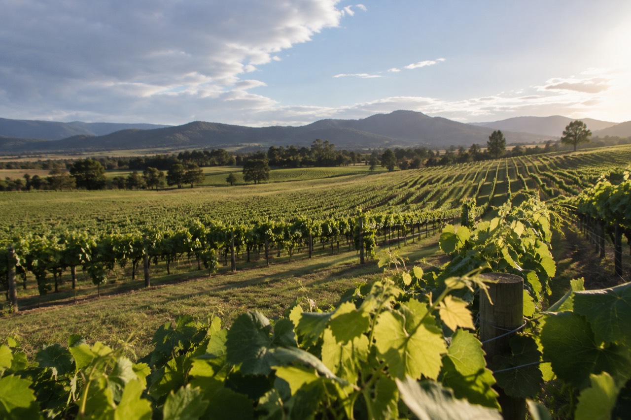 Vineyard rows rolling across a sunny valley with distant blue hills