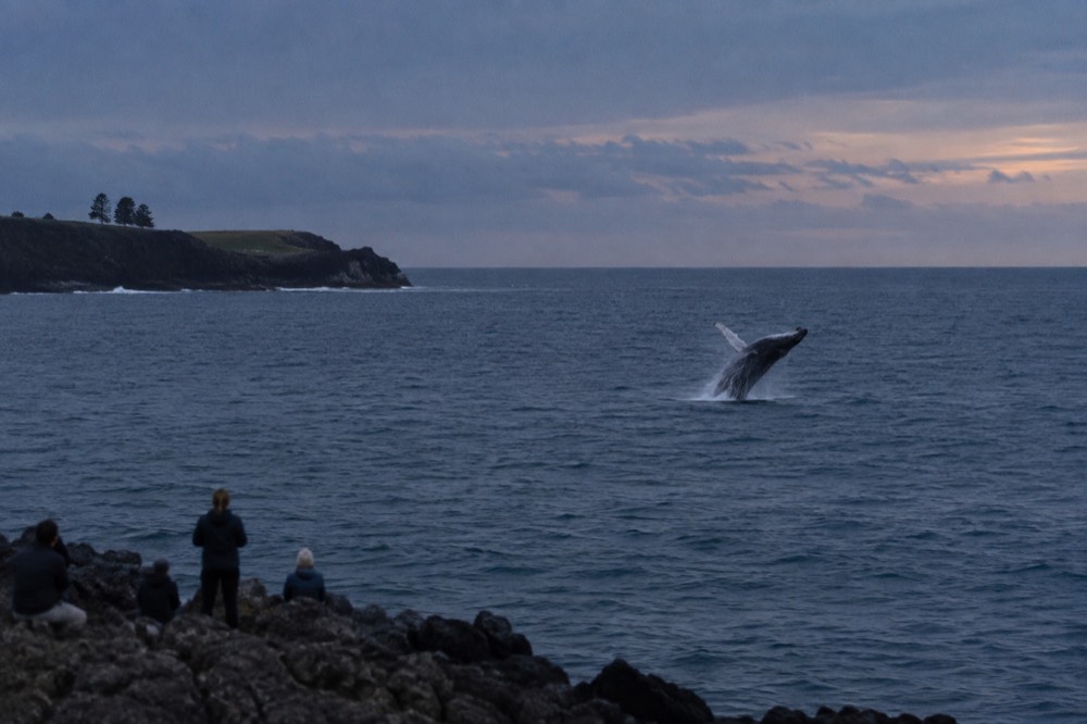 A humpback whale breaching in open blue ocean near a headland