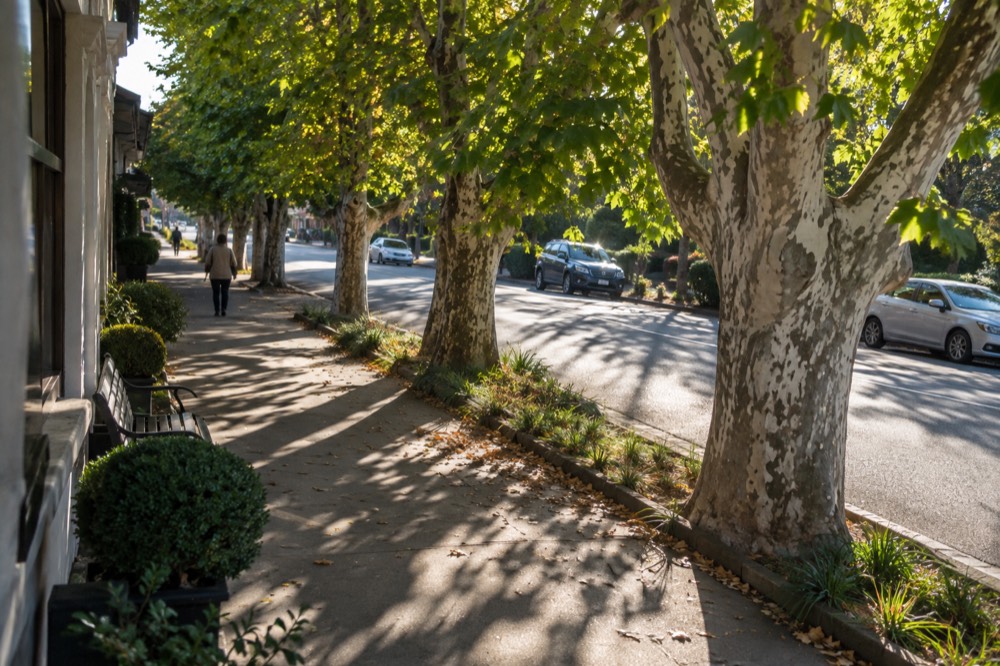 A row of plane trees lining a Southern Highlands main street in autumn colour