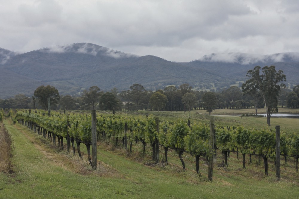 Row of grapevines in the Hunter Valley with hills behind