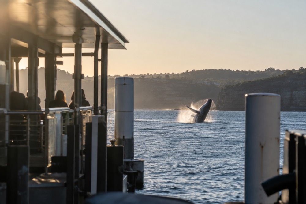 A humpback whale breaching near sandstone headlands on a clear winter morning