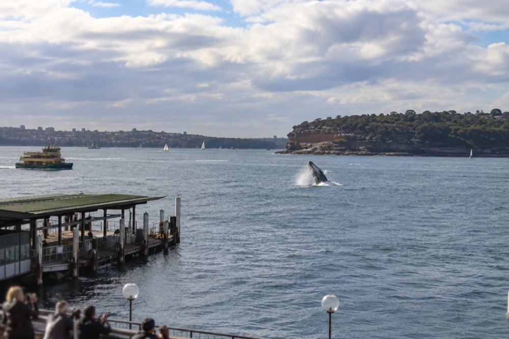 A humpback whale surfacing near a headland north of Sydney Harbour