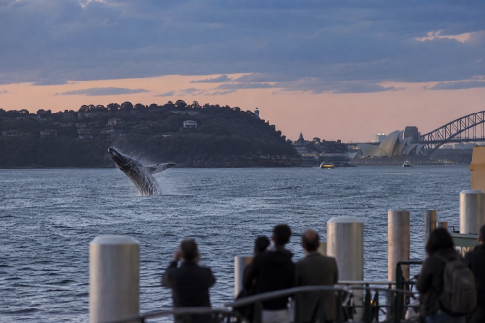 A humpback whale breaching in open ocean water off a headland coastline