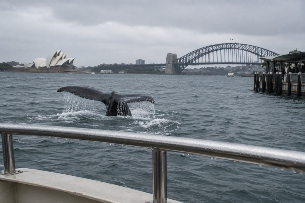A whale fluke rising above the water surface before a dive, with a boat railing in the foreground