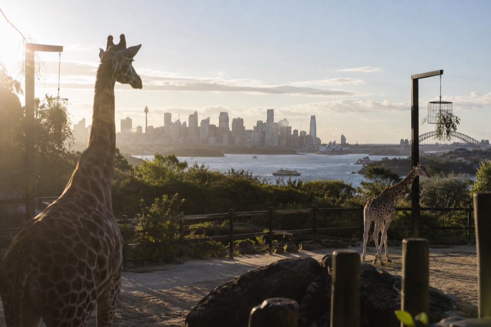 Taronga Zoo giraffe enclosure with Sydney Harbour and city skyline behind